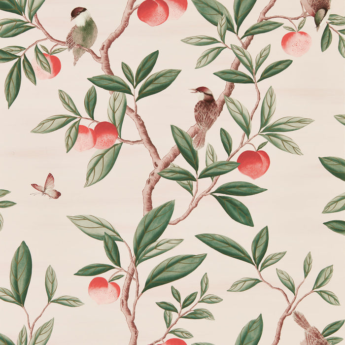 Harlequin Ella Powder/ Sage / Peach Wallpaper Sample HDHW112907