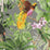Seabrook Designs Tropical Bird Grey Wallpaper Sample HG10908