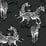 Seabrook Designs Playful Zebras Charcoal Wallpaper Sample HG11120