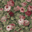 NextWall Rose Garden Garnet & Basil Wallpaper NW52401