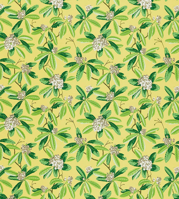 Scalamandre Rhododendron - Outdoor Pineapple Fabric SC16454M0002