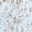 Scalamandre Nanjing Sky Fabric SC165520002