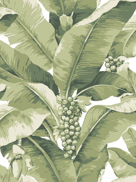 Scalamandre Paradisio Palm Green Wallpaper SCDISO0104
