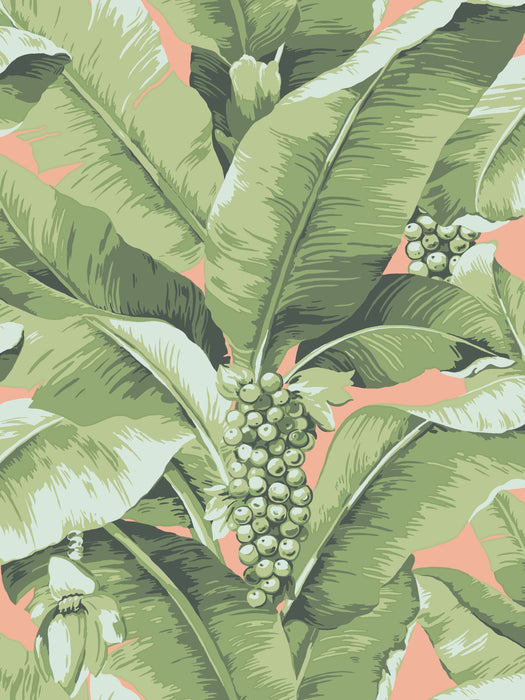 Scalamandre Paradisio Palm Aruba Multi Wallpaper Sample SCDISO0124