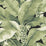 Scalamandre Paradisio Palm Dark Jungle Wallpaper SCDISO0134