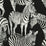 Seabrook Designs Zebra Romance Contrasto Wallpaper Sample TCW007TCAHOUZ011