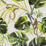 Clarke & Clarke Monkey Business Natural Wallpaper W0083/04.CAC.0