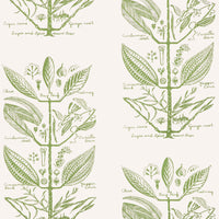 Kravet Couture Sugar And Spice Wp Cactus Wallpaper W4263.30.0