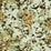 Jean Paul Gaultier Hirondelles Automne Wallpaper WH033060003