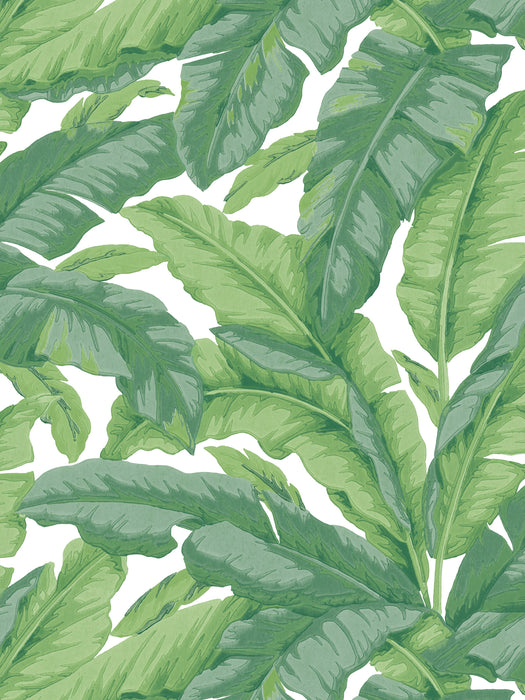 Scalamandre Banane Jungle Wallpaper Sample WJ272250027