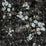 Nicolette Mayer Blossom Fantasia Black Blue Wallpaper WNMBLOS1058