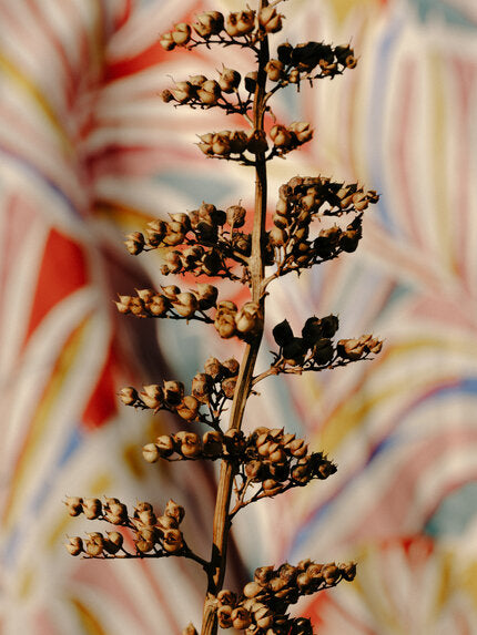 Etamine Plein songe 814 Fabric Sample 19589814