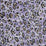 Jim Thompson Il Gattopardo Lilac Fabric JT013954001