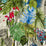 Christian Lacroix Jardin Exo''chic 2 Fabric FCL039-02