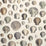 John Derian Cpt Thomas Browns Shells 2 Wallpaper PJD6000-02