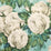 John Derian The Rose 3 Wallpaper PJD6002-03
