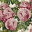 John Derian The Rose 2 Wallpaper PJD6002-02