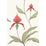 Cole & Son Orchid Red/White Wallpaper 95/10054.CS.0