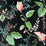 Kravet Design Owlish Black Wallpaper W3331.819.0